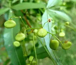 Fruit