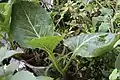 Seedling, cultivated plant