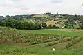Petnica - panorama