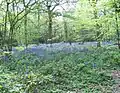 Selsdon Wood