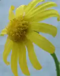 Mature capitulum