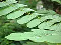 S. alata leaves