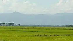 The Pampas grasslands.