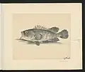 Serranus horridus. Currently known as Epinephelus fuscoguttatus, the Brown-marbled grouper.