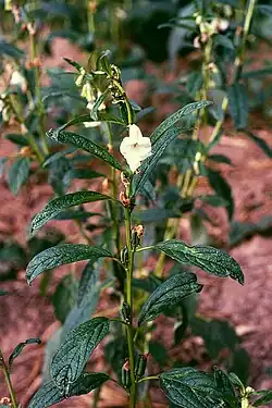 Plant