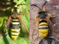 Sesia apiformis and S.bembeciformis side by side