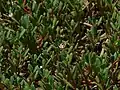 A group of green plants with round leaves, sprouting pink flowers.