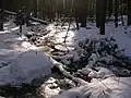 A stream in the Sheldrick Forest Preserve.