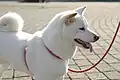 Shiba Inu: According to the AKC, cream-white is nonstandard [52] albeit accepted by the British Kennel Club.[53]