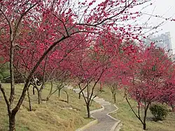 Peach blossom.
