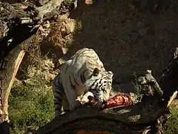 Siberian tiger