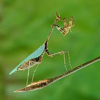 Image 17 Cryptic mantis Photo: Luc Viatour The cryptic mantis (Sibylla pretiosa) is a mantid native to southern Africa. Its common name comes from its ability to grow asymmetrically to match the vegetation of its environment. They have unusual leaf-like projections on the joint of their four walking legs and leaf-like wings, generally the only green portion of the insect's otherwise brown and mottled exoskeleton. Adult females grow to 5–6&nbsp;cm (2.0–2.4&nbsp;in) in length while the males are generally about 1 cm smaller. More selected pictures