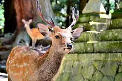 Young male in Nara