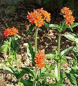 Maltese-cross