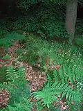 Moss covered stones of the possible march dyke near the main road.