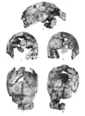 Skull II