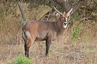 Male K. e. unctuosus Senegal