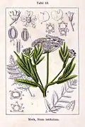 Greater water parsnip or sium, Sium latifolium (root poisonous)