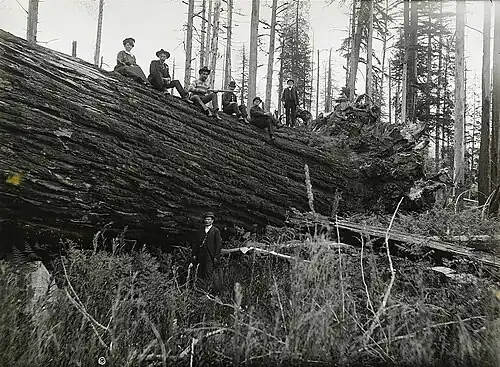 Lower trunk and roots with six people present
