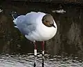 Ringed adult in summer