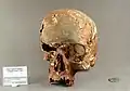 Skull, stack of 6 frames