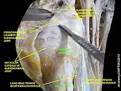 Head of humerus