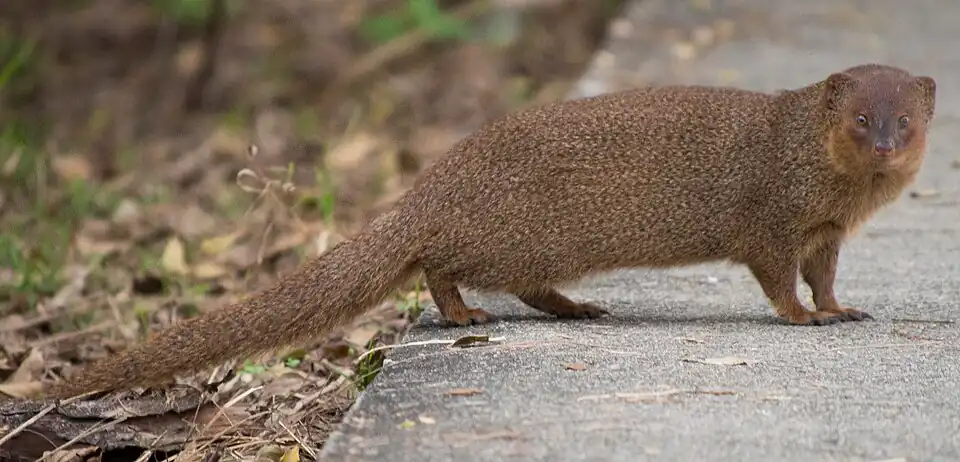 Mangosta (Herpestes auropunctatus)