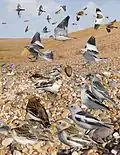 ID composite