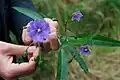 Comparison of Solanum laciniatum (left) and Solanum aviculare (right).