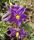 The flowers