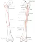Attachment zone at the femur