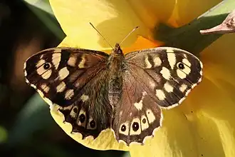 Female