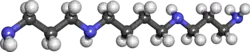 Ball and stick model of spermine