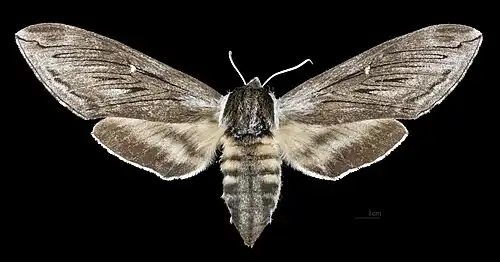 Female dorsal view