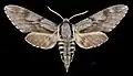 Male