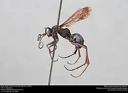 A. cupida (female)