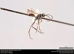 A. utilis (male)