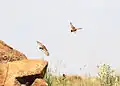 A pair in flight