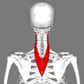Posterior view.