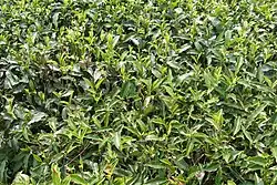 Tea leaves