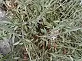 Leaves, moderately sized, whitish at first as are the many stems