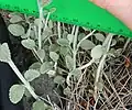 Lower leaves