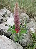 Stachytarpheta longispicata flower