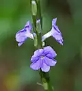 In Talakona forest