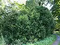"foliage"