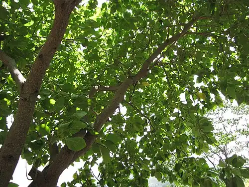 Kou tree in Maui, Hawaii
