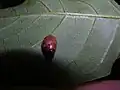 Unidentified species