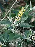 Inflorescence and leaves