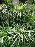 Osmoxylon lineare