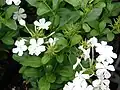 With white flowers